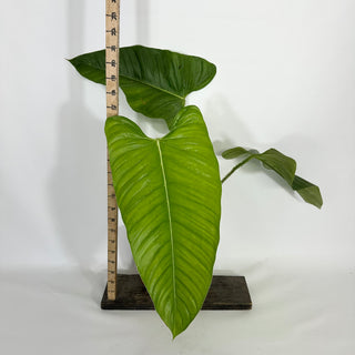 Philodendron genevievianum (Non-TC) [#1458]