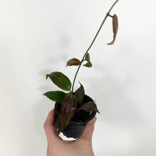 Hoya sp. "Red" [#2195]