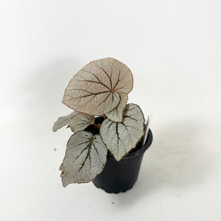Begonia 'Rice Paper' [#1912]