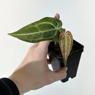 Anthurium 'Arnold Schwarzenegger' x self [#2246]