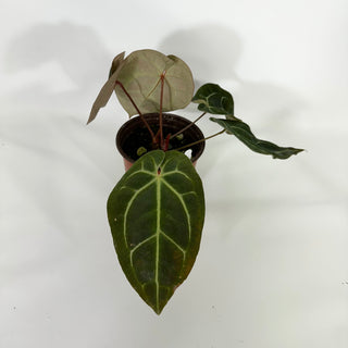 Anthurium 'Zara'/'Michele' x aff. besseae [#1347]