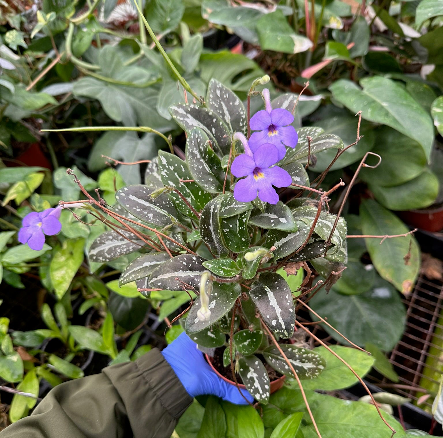 Michaelmoelleria vietnamensis – Steve's Leaves Michaelmoelleria vietnamensis – Steve's Leaves