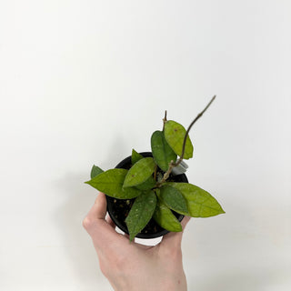 Hoya sp. Aceh Singkil AO 01 [#1674]