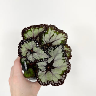 Begonia 'Dolce Vita' [#2129]