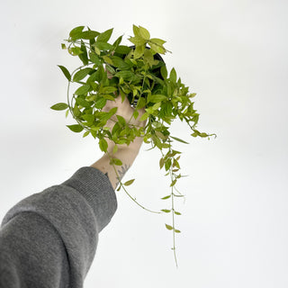 Hoya microdwarf (NS 12-323) [#2274]