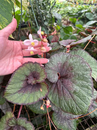 Begonia 'Steve's Leaves Verdant Heart'