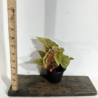 Begonia 'Snow Capped' (Variegated) [#1771]
