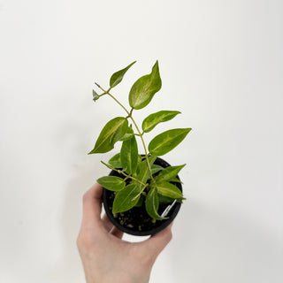 Hoya dennisii 'Frida' [#1794]