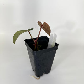 Anthurium forgetii/'Ace of Spades' x warocqueanum [#1203]