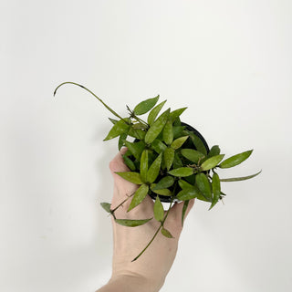 Hoya lacunosa 'Malaysia' [#1718]