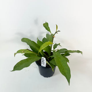 Hoya occultata "Splash" [#2422]