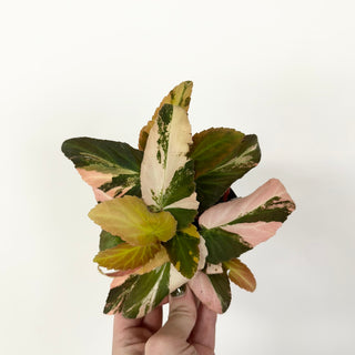 Z-5165 - Begonia ‘Withlacoochee’ (Variegated)