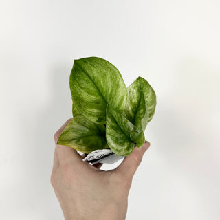 Z-5167 - Scindapsus treubii 'Moonlight Mint'