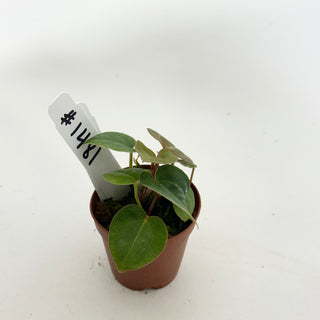 Anthurium 'Contessa' x self - 2 Seedlings [#1481]