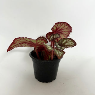 Begonia 'Marion Palmer'