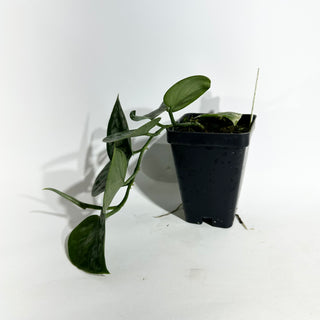 Z-5001 - Scindapsus pictus 'Black Mamba'