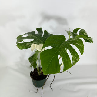 Monstera deliciosa var. borsigiana albo-variegata [#1214]