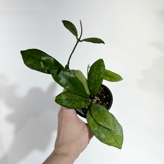 Hoya finlaysonii ‘Alesia’ [#1946]