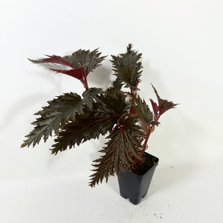 Begonia serratipetala 'Miri' [#2101]