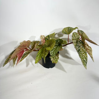 Begonia 'Snow Capped' (Variegated) [#1884]