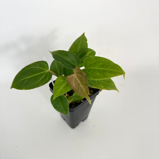 Anthurium 'Not The Mama' x Fairchild crystallinum [#2074]