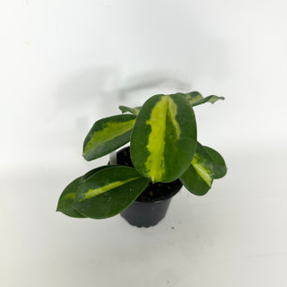 Hoya diversifolia (inner variegated) [#2318]