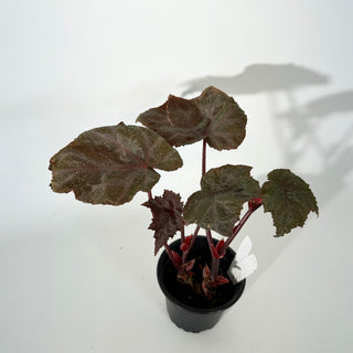 Begonia 'Robin' [#2243]