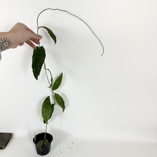 Hoya finlaysonii ‘Trang’ (XL Pot) [#2120]