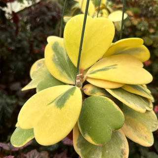 Hoya kerrii variegata