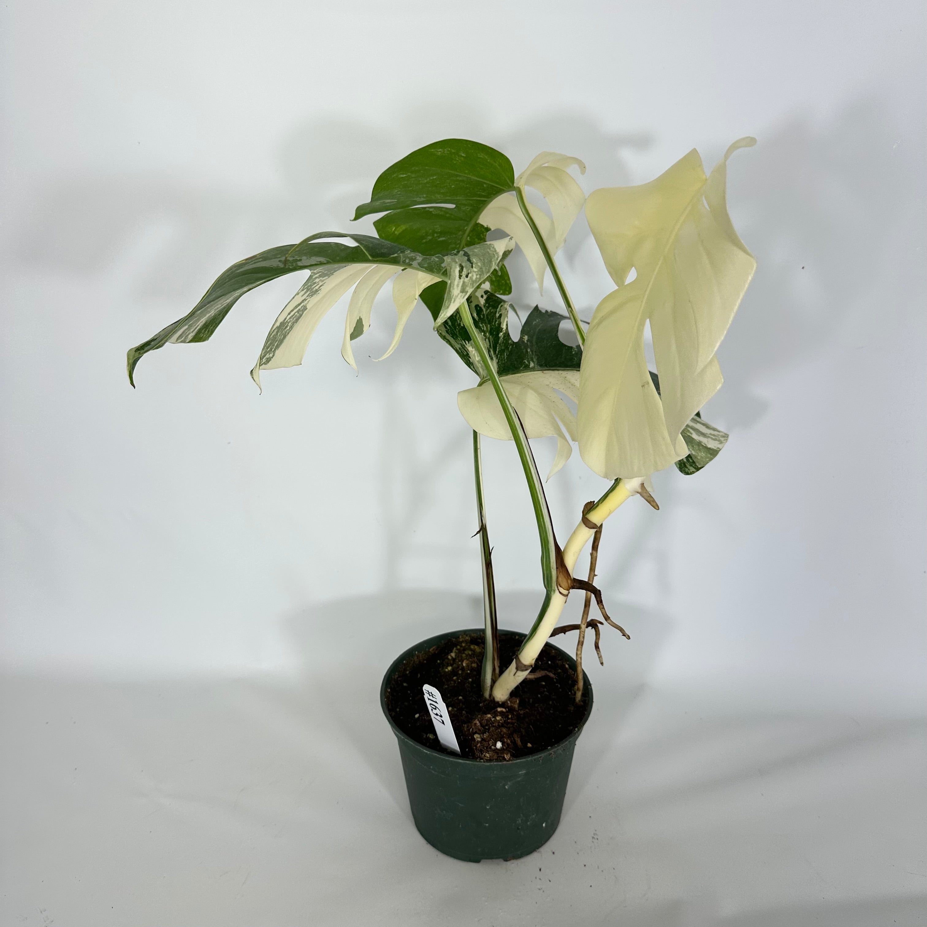 Monstera deliciosa var. borsigiana albo-variegata [#1637