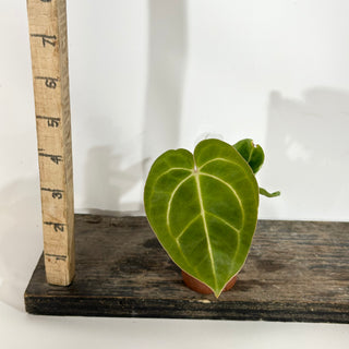 Anthurium 'Zara' x carlablackiae - 2 Seedlings [#1896]