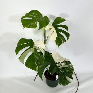 Monstera deliciosa var. borsigiana albo-variegata [#1486]
