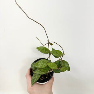 Hoya sp. MA-20 [#1681]