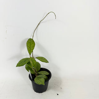 Hoya finlaysonii cv. (open pollinated) [#1633]