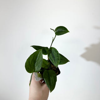 Z-5241 - Scindapsus pictus 'Green Army'