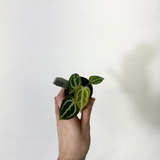Anthurium 'Brielle'/'Michelle' x self - 2 Seedlings [#1656]
