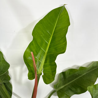 Philodendron 'Little Phil' (Non-TC) - XL [#1424]