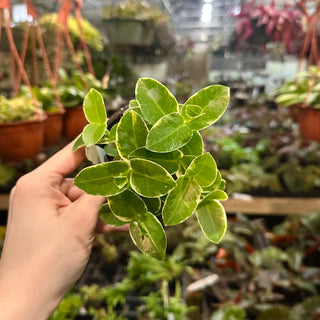 Hoya cumingiana albo-marginata