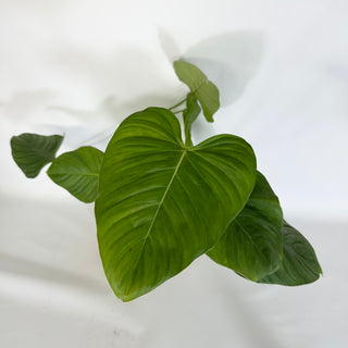 Philodendron 'Dean McDowell' x tripartitum [#1176]