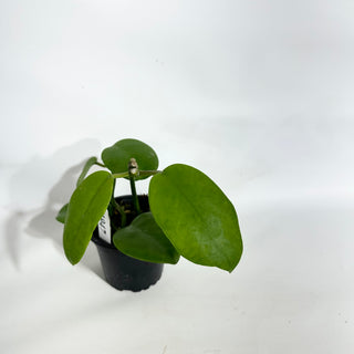 Hoya minipolinia [#1947]