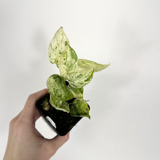 Z-5314 - Scindapsus pictus ‘Mangurai’ variegated