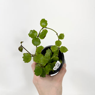 Hoya endauensis [#1785]