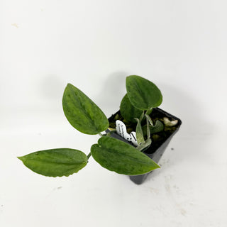 Z-5363 - Scindapsus pictus 'Green Army'