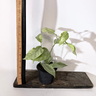 Hoya coriacea (silver) [#2145]