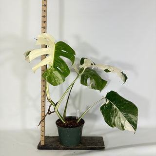 Monstera deliciosa var. borsigiana albo-variegata [#1640]