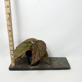 Begonia "Crazy Pink" [#1910]