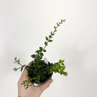 Hoya chinghungensis [#2233]