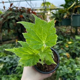 Begonia 'Challenger'