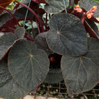 Begonia 'Steve's Leaves Bloodmoon'