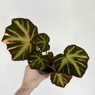 Begonia soli-mutata (variegated) [#1099]